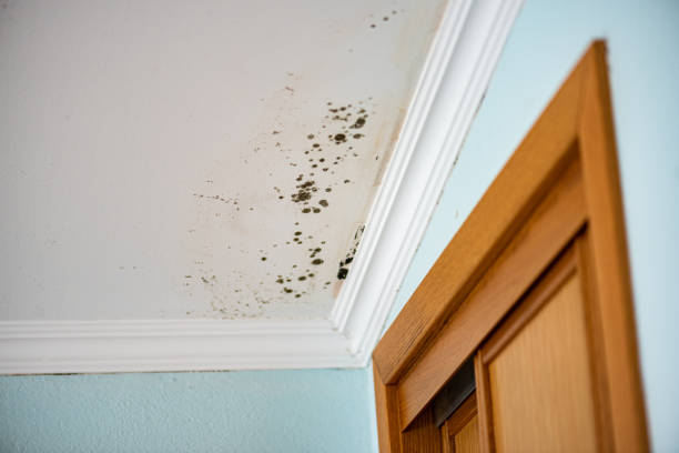Best Bathroom Mold Remediation in Pomona, KS
