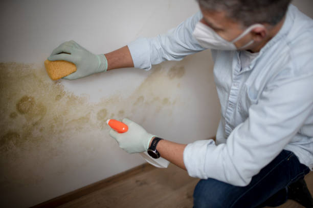 Best Bathroom Mold Remediation in Pomona, KS